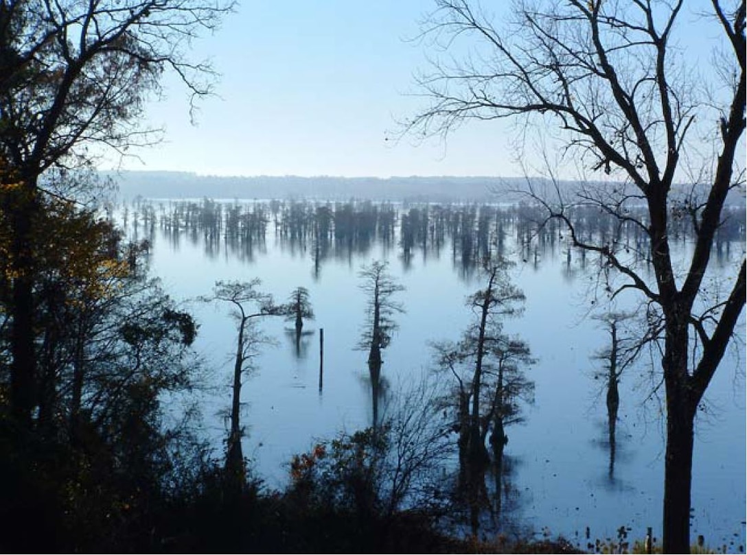 Reduced flow variability on the the Big Cypress Bayou has allowed invasive species to impact much of the native ecosystems. Collaborating with many partners, the Corps and Conservancy are aiming to use periodic flood conditions and dry spells to invigorate floodplain and backwater habitats.