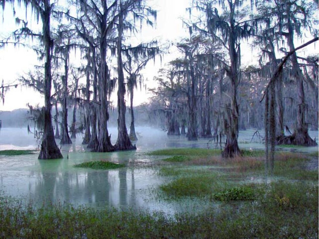 The Caddo/Cypress Sustainable Rivers project is focused around Caddo Lake, located in North East Texas on the Texas Louisiana border, its contributing tributaries, and associated wetlands. The watershed is approximately 2,970 square miles, about a third of which is regulated by Lake o’ the Pines and other upstream reservoirs