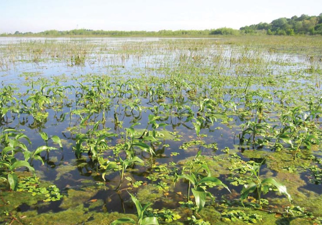 Floodplains are very productive ecosystems, as illustrated by the abundant growth of aquatic plants and algae in this floodplain along the Cosumnes River in California.