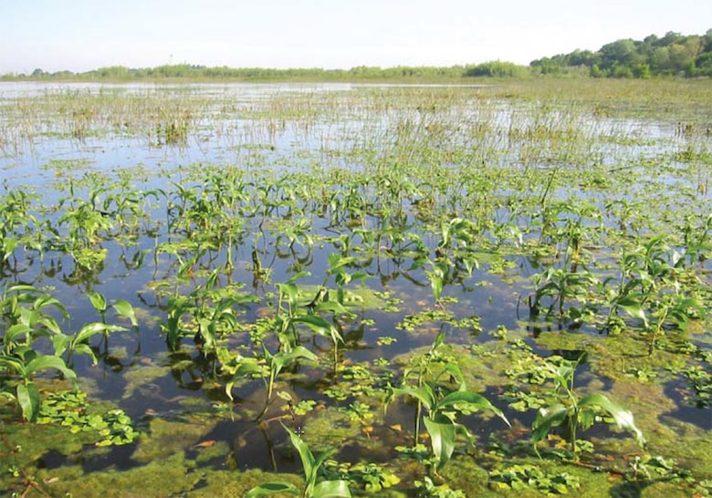 Floodplains are very productive ecosystems, as illustrated by the abundant growth of aquatic plants and algae in this floodplain along the Cosumnes River in California.