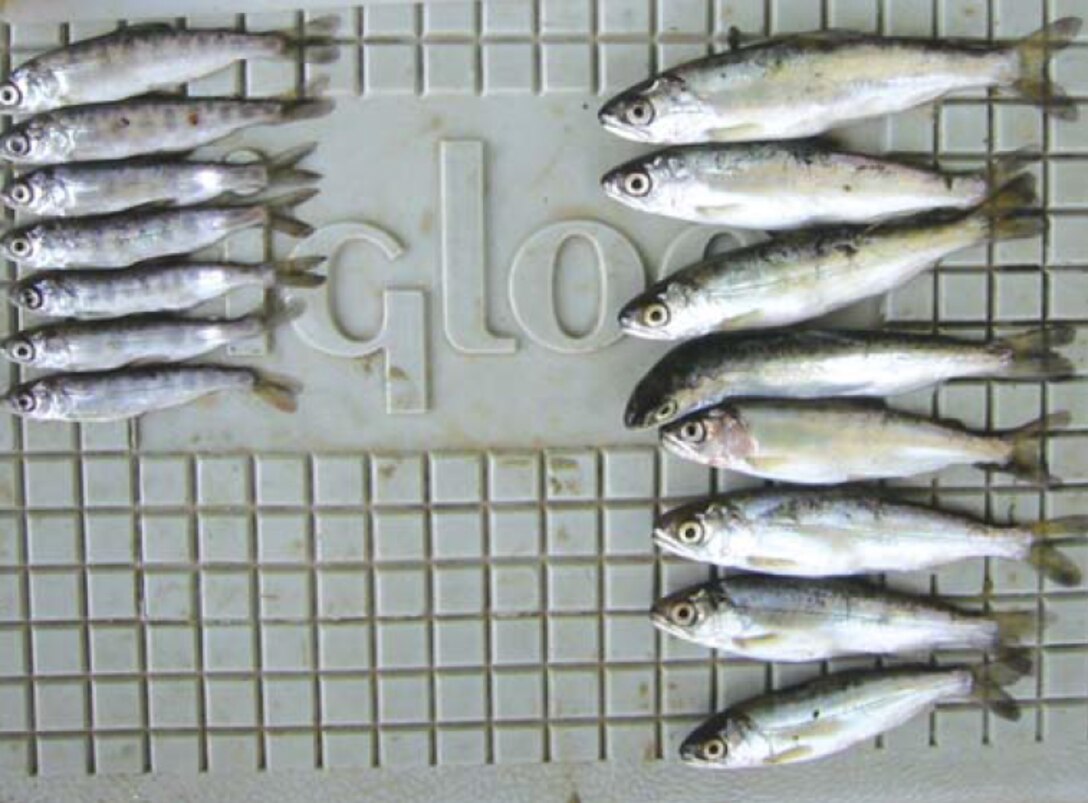 During an experiment comparing the growth of juvenile Chinook in floodplain and river habitats of the Cosumnes River, fish reared in the floodplain (right) grew faster than those reared in the river (left).