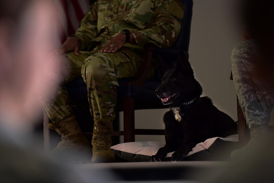 Kiara, 799th Security Forces Squadron Military Working Dog, arrives on stage at the start of her retirement ceremony at Creech Air Force Base, Nevada, Nov. 15, 2018. Kiara was born May 10, 2008 and entered the MWD program in September 2009. (U.S. Air Force photo by Airman 1st Class Haley Stevens)