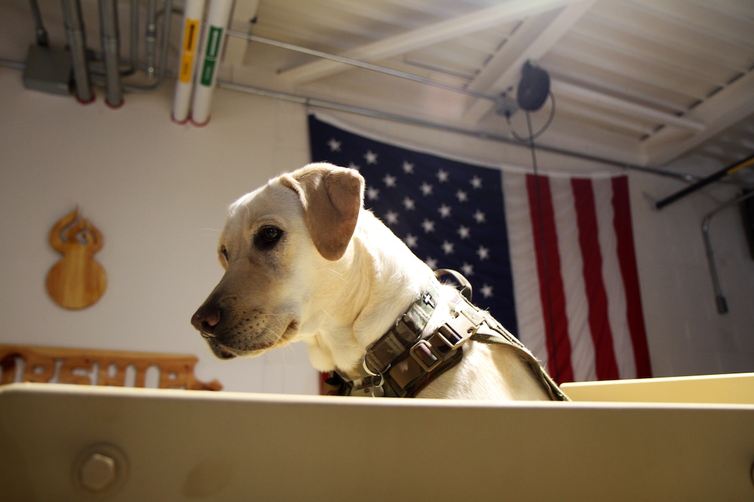 Unit Ministry Dog Boosts Morale