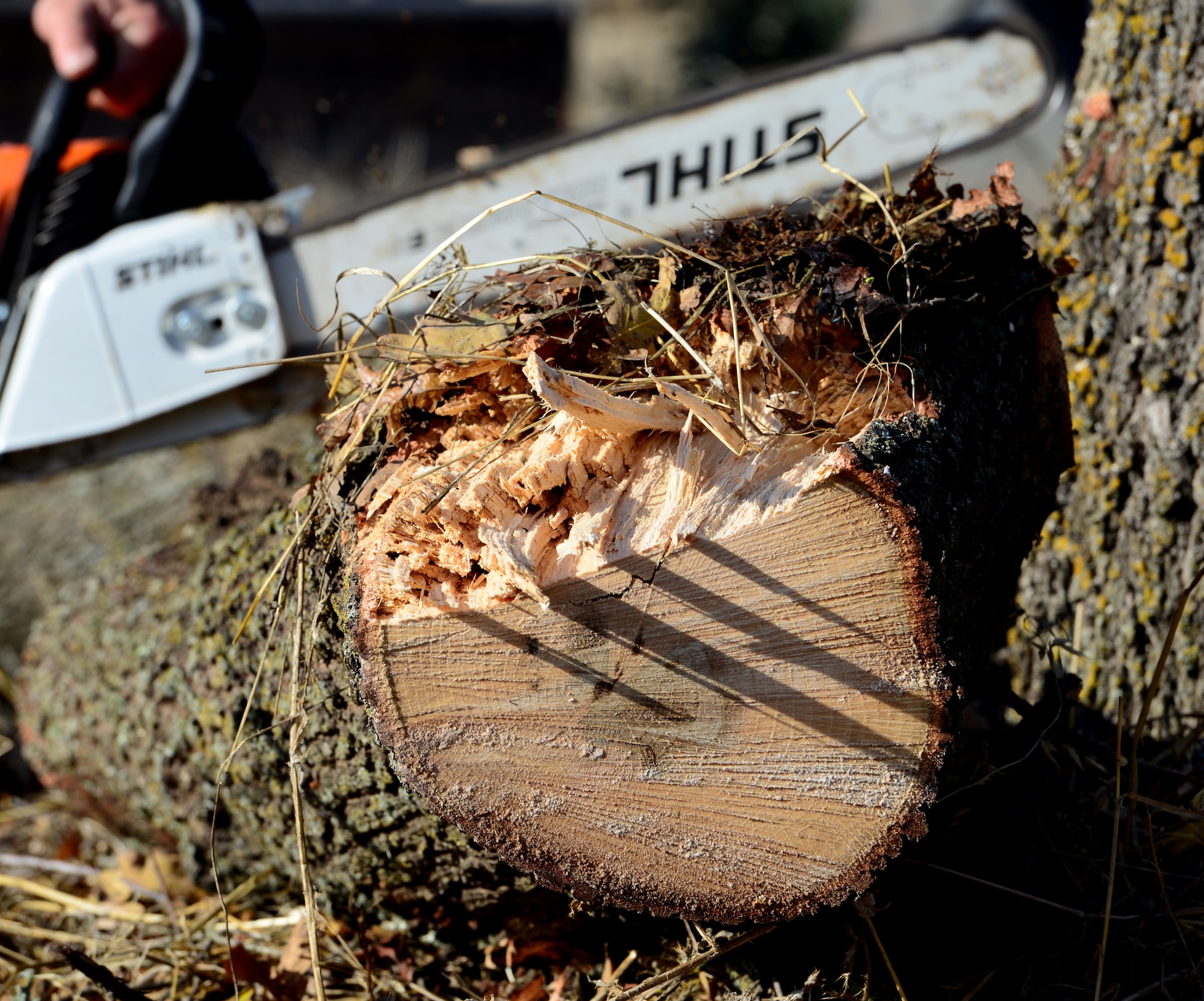 Lumber jacks of all trades: 9th CES Dirt Boyz cut trees, clear brush
