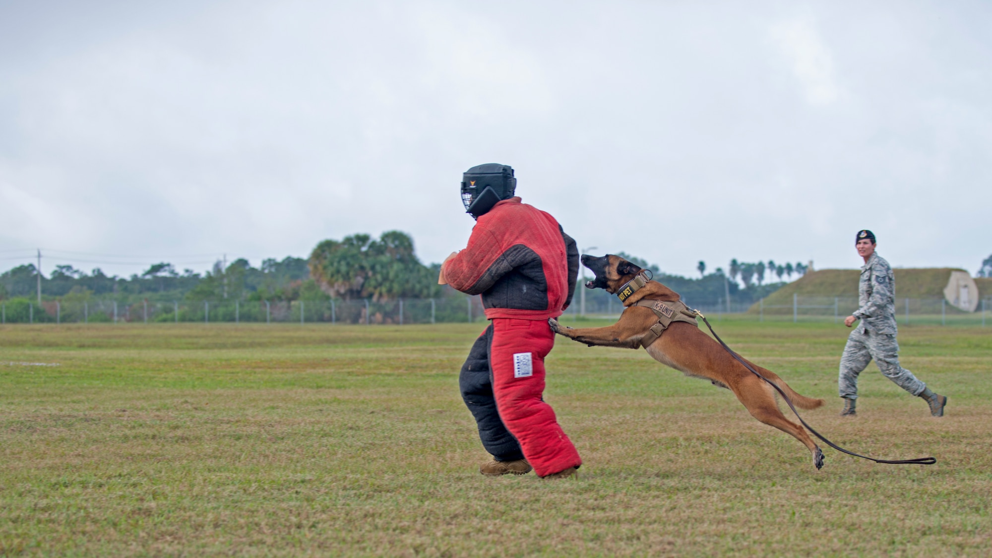 U.S. Air Force Col. Stephen Snelson, the 6th Air Mobility Wing Commander, runs from 6th Security Forces Squadron (SFS) military working dog, Lleonard, at MacDill Air Force Base, Fla., Nov. 26, 2018.