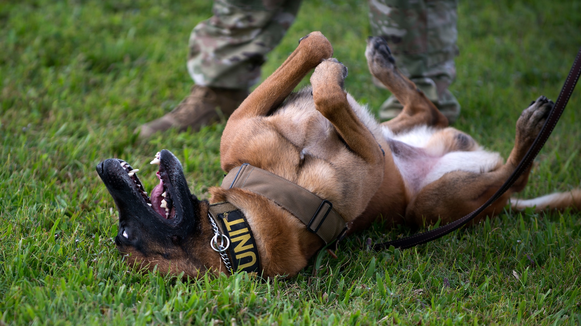 Military Working Dog (MWD), Lleonard, rolls in the grass at MacDill Air Force Base, Fla., Nov. 26, 2018.