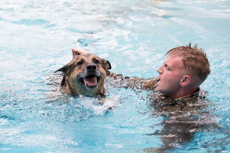 Sergeant Colton Corsetti, a 2nd Law Enforcement Battalion military working dog-handler, shouts commands at his dog, Atilla, as they swim in the Area 5 pool at Marine Corps Base Camp Lejeune, N.C., Aug. 3, 2018. 2nd LEB practiced aggression training as part of specialized training to familiarize their dogs with water. The 2nd LEB military working dogs benefit from this particular type of training due to not being exposed to water tactics during initial training periods and become better accustomed to performing duties in atypical situations. (U.S. Marine Corps photo by Cpl. Austyn Saylor)