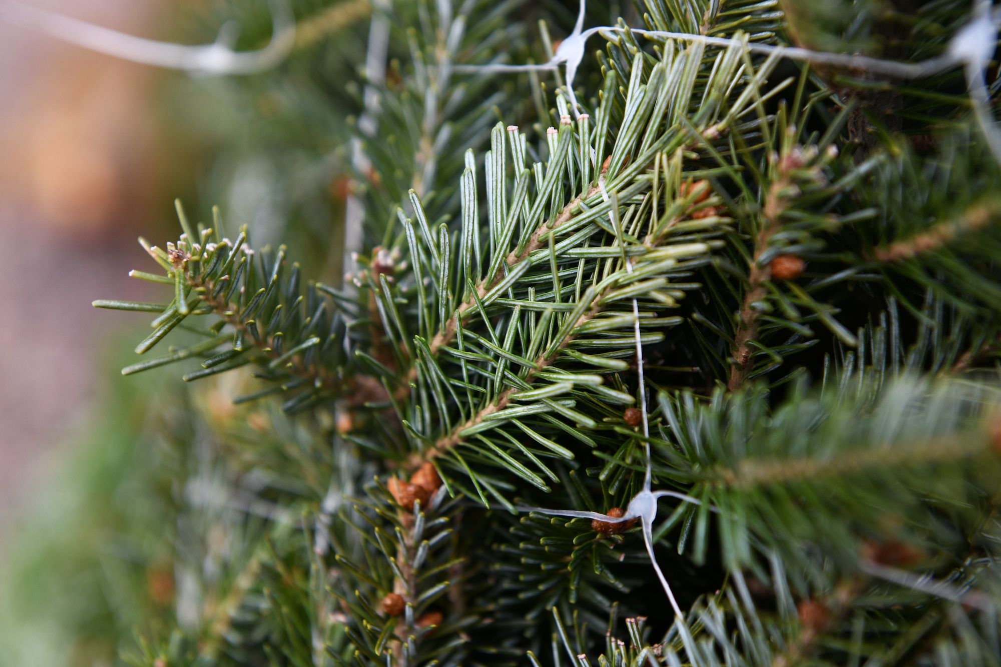 A tree lays against a fence at Ellsworth Air Force Base, S.D., Nov. 30, 2018. Trees for Troops is an event where community members all over the country donate trees to service members so they can have a free tree for the holidays. (U.S. Air Force photo by Airman 1st Class Thomas Karol)