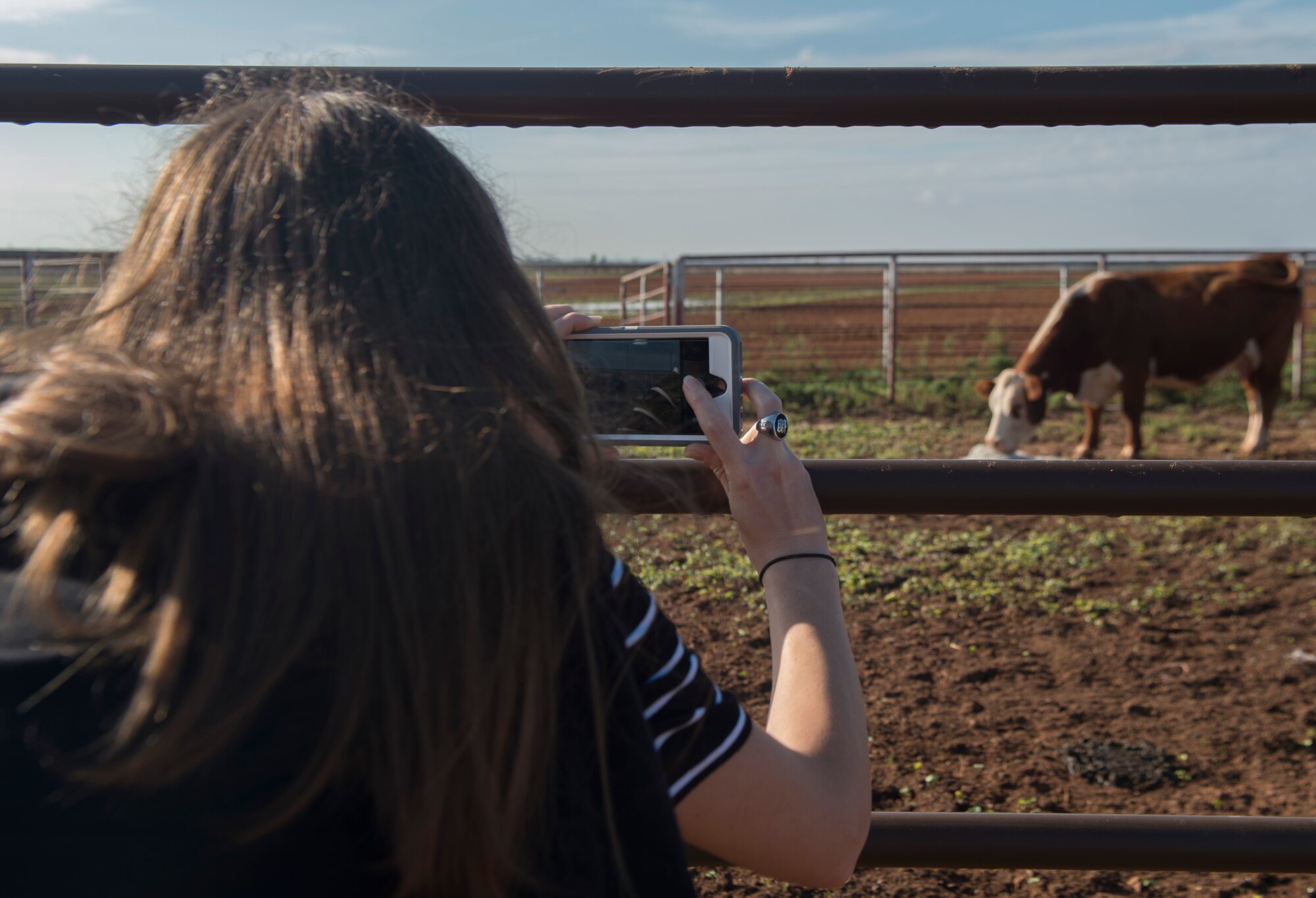 A woman takes a picture of a cow