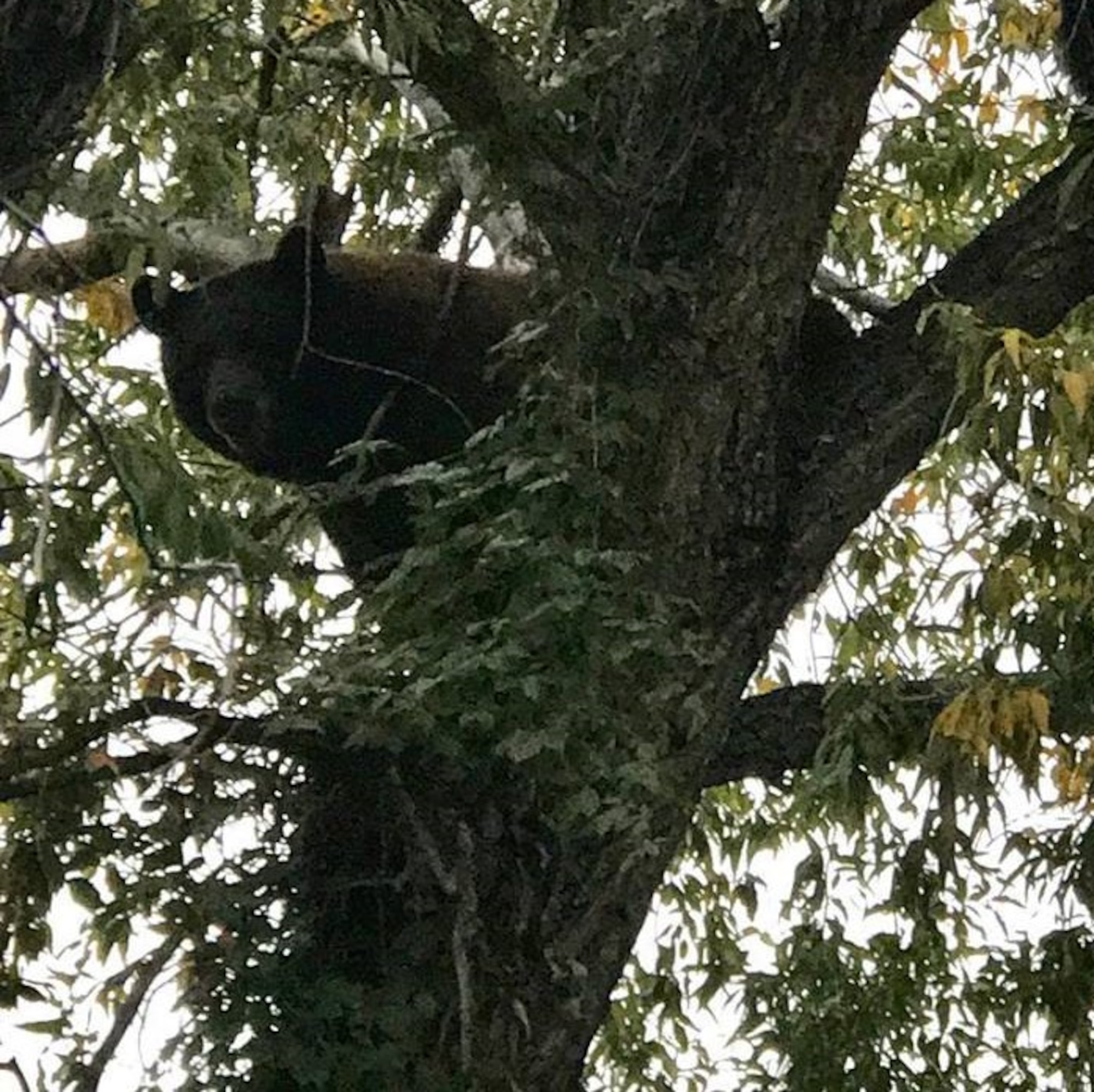 Bears