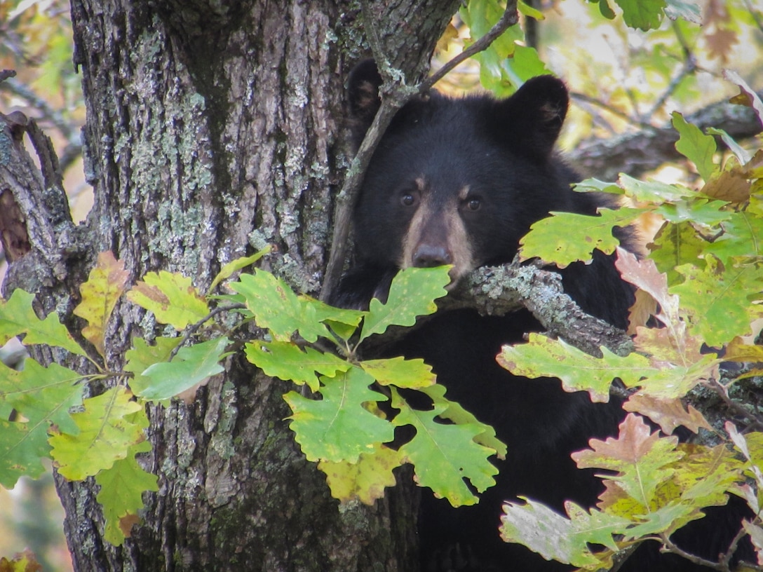 young bear in tree