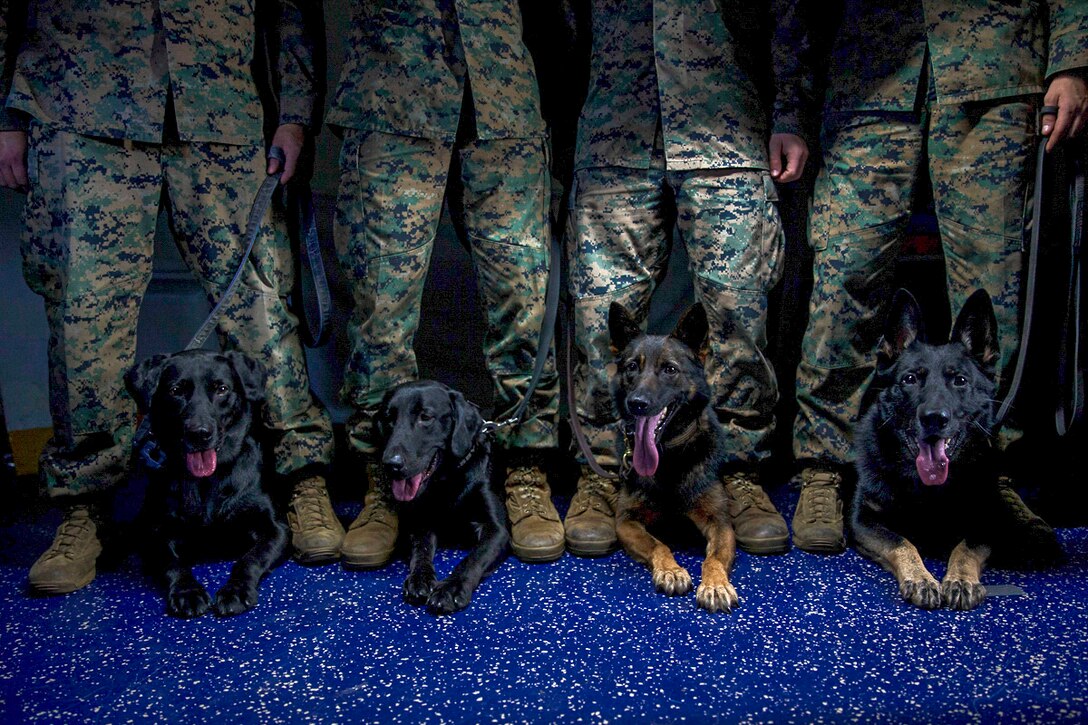 Four military working dogs rest at the feet of their handlers in a line.