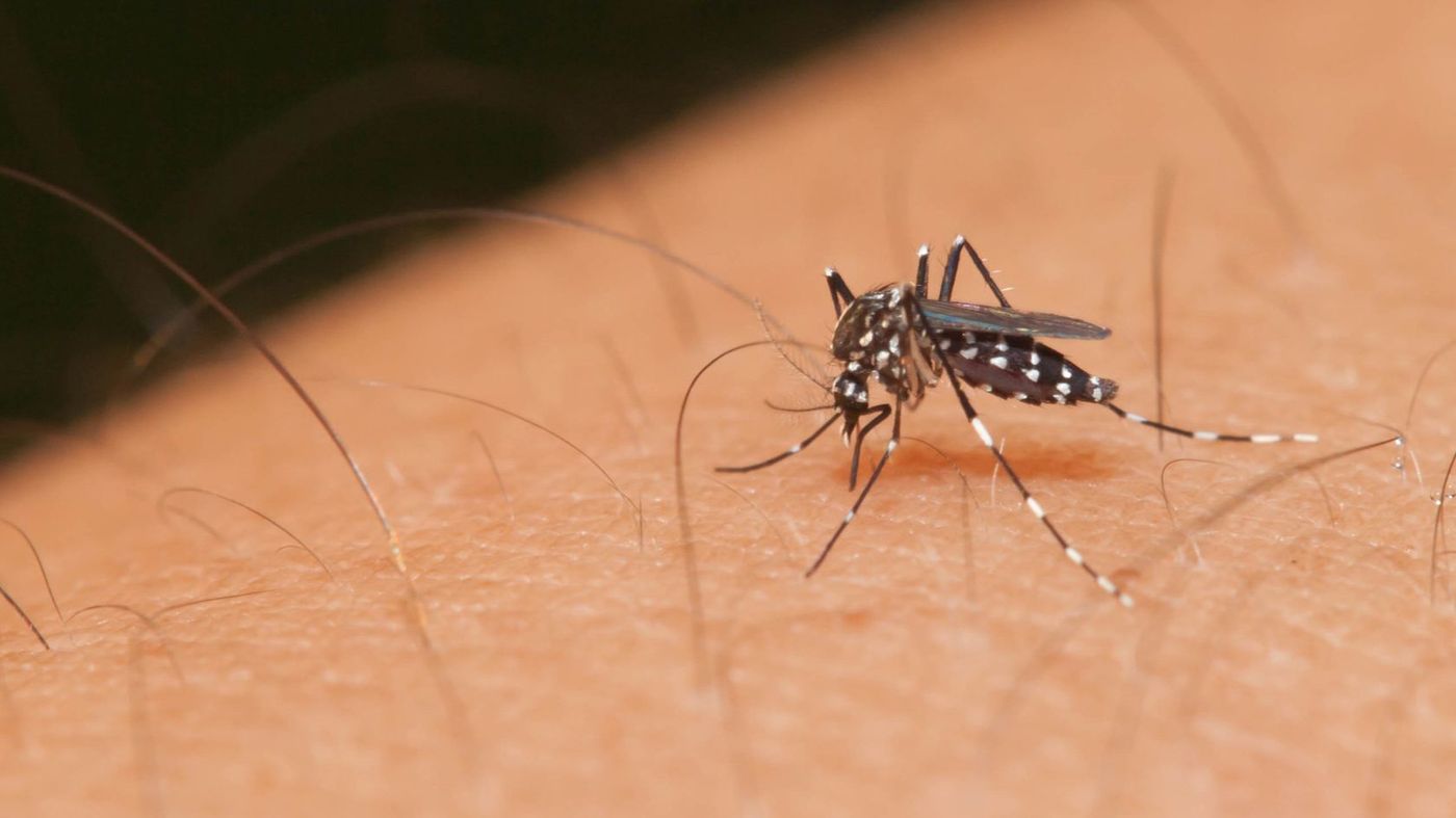 Protect yourself and family from mosquitoes > Travis Air Force Base > News