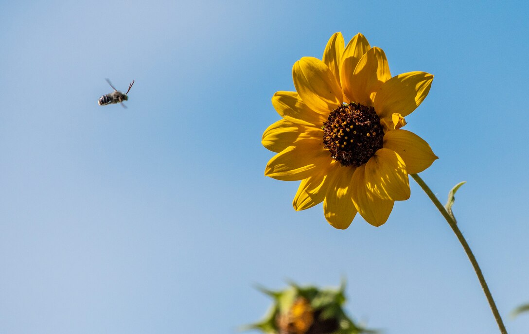 A flying insect approaches a fall blooming flower, Sept. 9, 2018, Travis Air Force Base, Calif. Helianthus californicus is a North American species of sunflower known by the common name California sunflower. (U.S. Air Force Photo by Heide Couch)