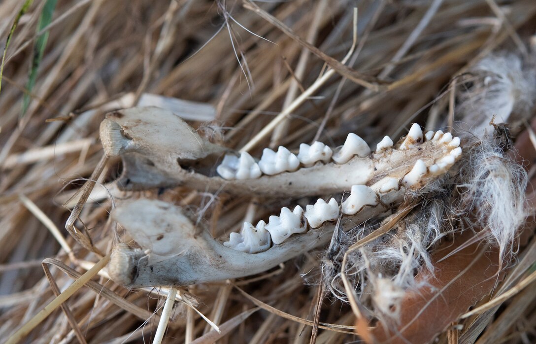 A mandible from an unfortunate California Gray Fox rests on the dried grass on some of the federally protected land located on Travis air Force Base, Calif., Sept. 13, 2018. (U.S. Air Force Photo by Heide Couch)