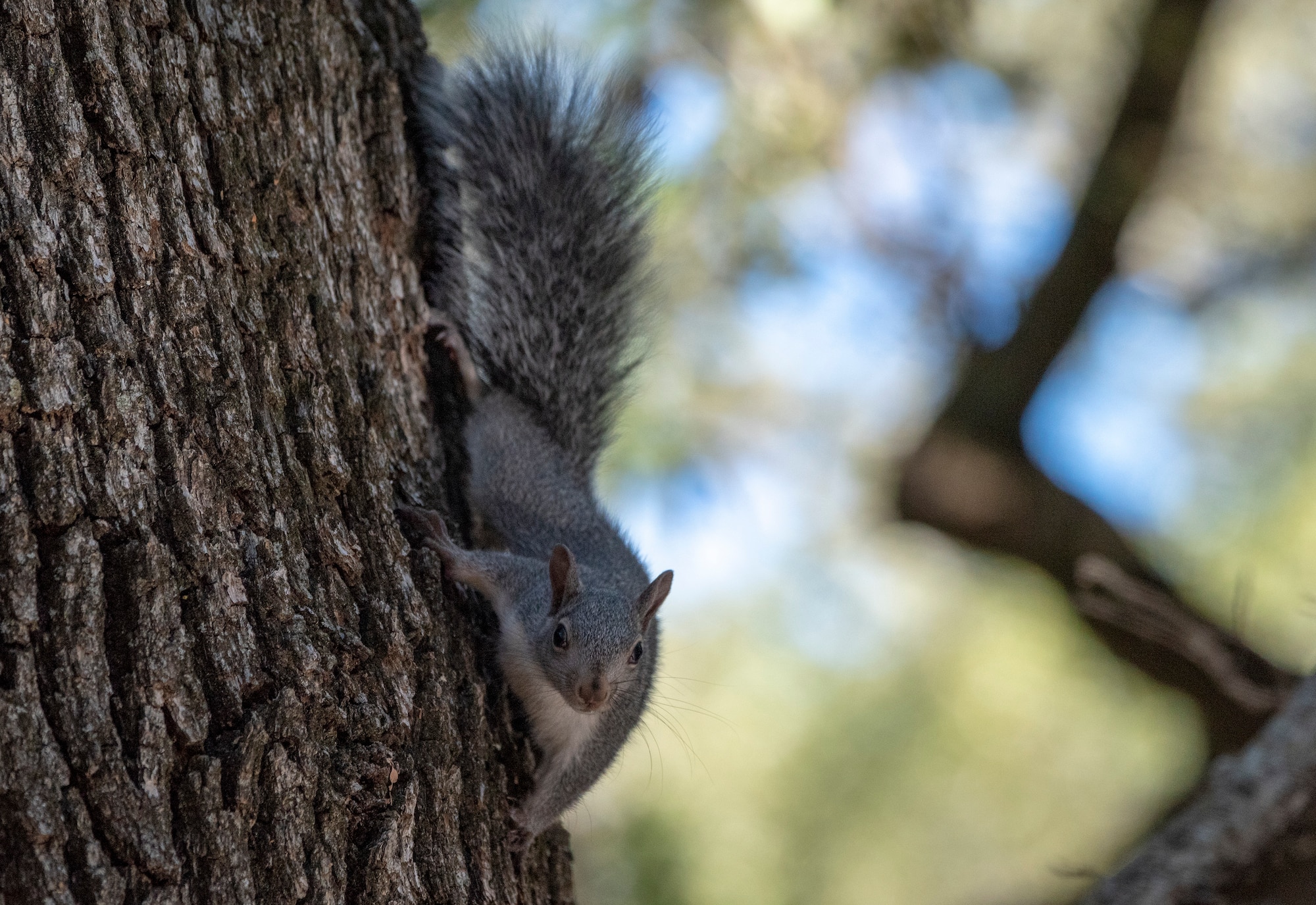 A Gray Squirrel climbs an oak tree, Sept. 16, 2018, Travis Air Force, Calif.  A squirrel’s preparation for winter is a long process that actually begins in summer. By the time cooler weather hits in fall, it usually has already gathered and stored most of its food supply. (U.S. Air Force Photo by Heide Couch)