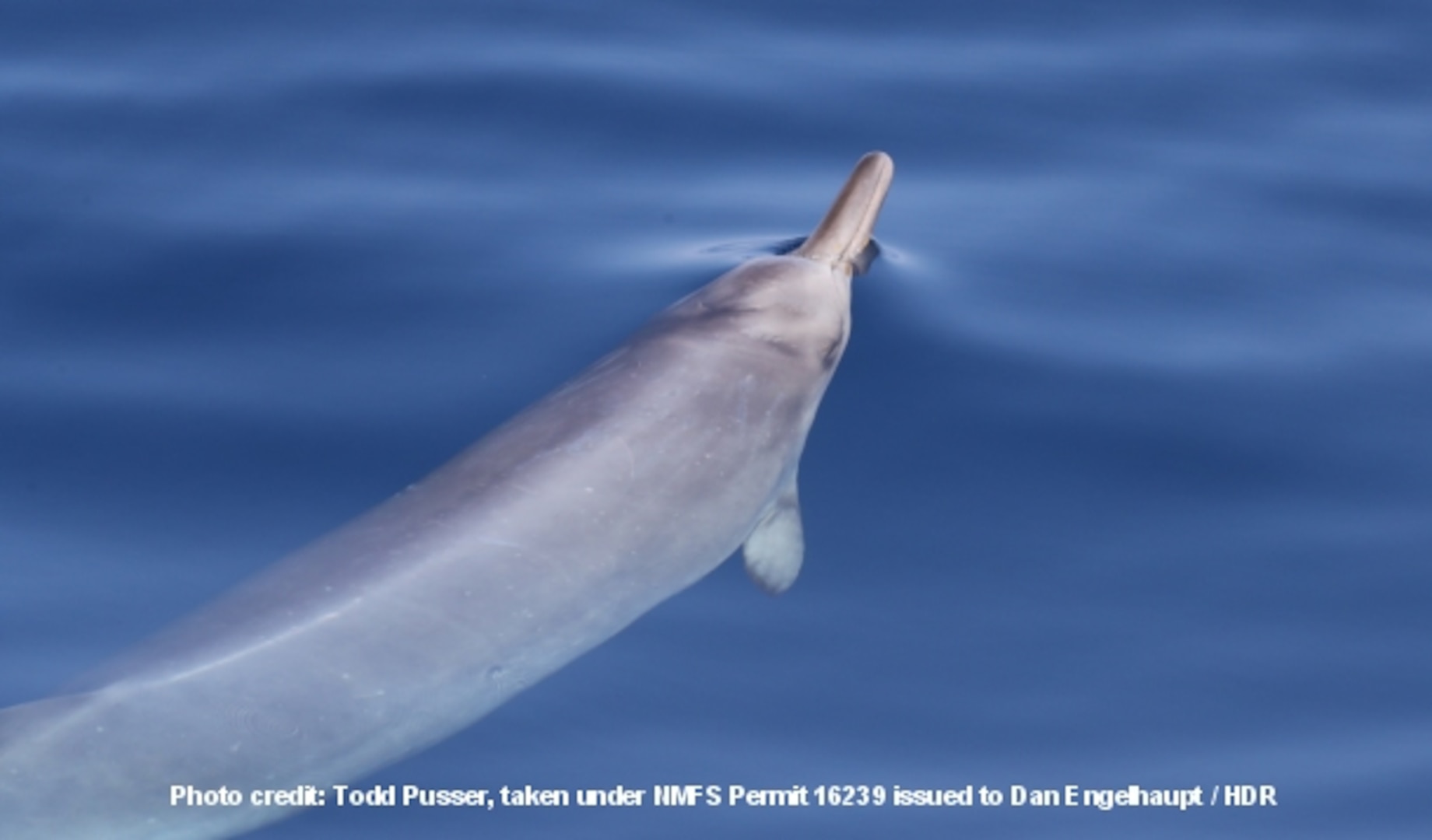 Sowerby’s beaked whales have a relatively bulbous melon, a long rostrum, and a pair of small teeth that erupt above the gumline near the middle of the lower jaw in adult males only. The group encountered consisted of two probable adult females and a juvenile.
