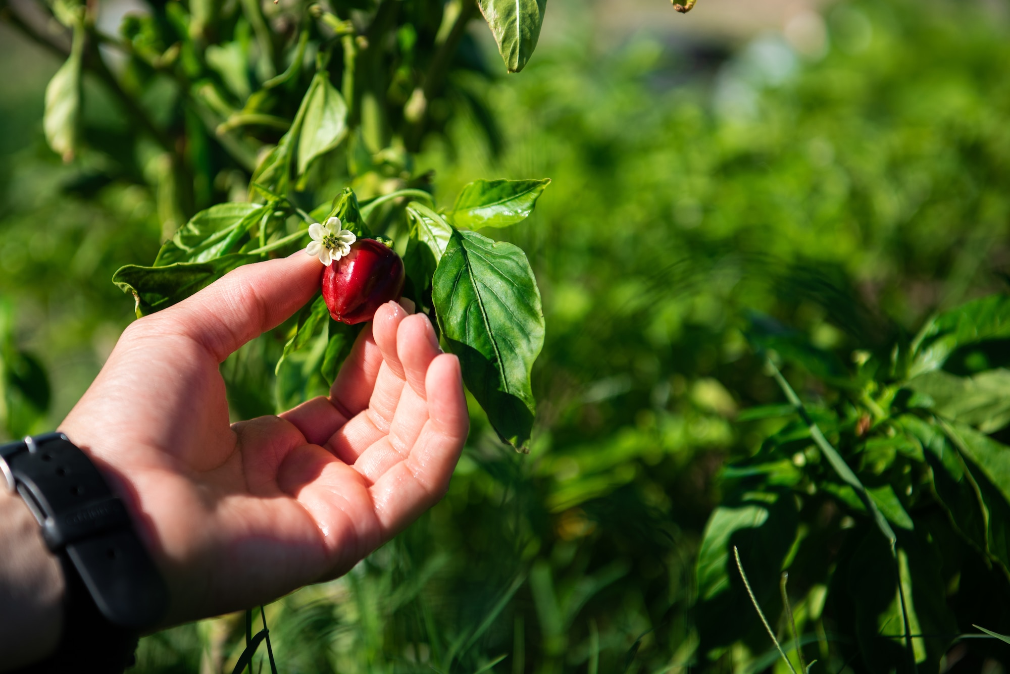 An Airman assigned to the 56th Fighter Wing examines a ripe pepper in the base community garden, Oct. 9, 2018, at Luke Air Force Base, Ariz.