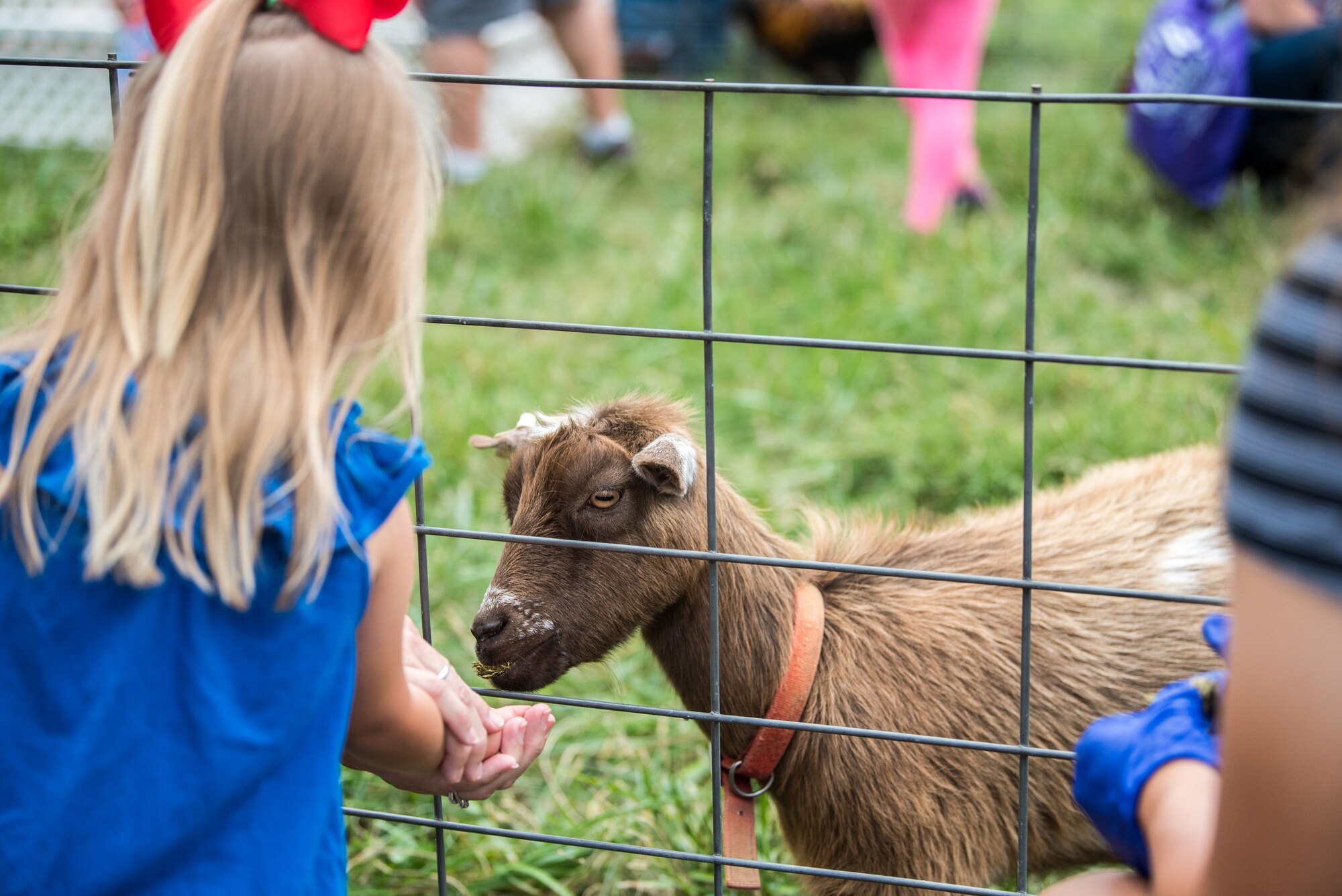 A child feeds a goat during Family Day at the Kentucky Air National Guard Base in Louisville, Ky., Sept. 16, 2018. The event featured lunch, games, a car show and a C-130 Hercules aircraft static display. (U.S. Air National Guard photo by Master Sgt. Phil Speck)