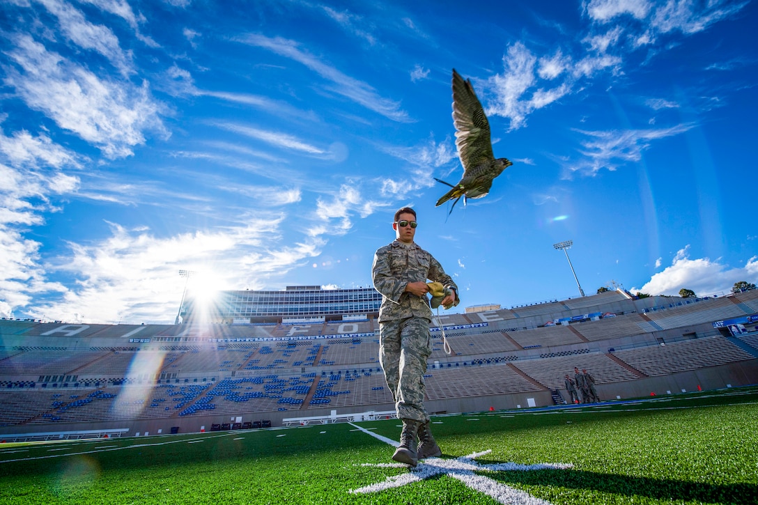 An Air Force cadet lures a flying falcon in the middle of an empty football stadium.