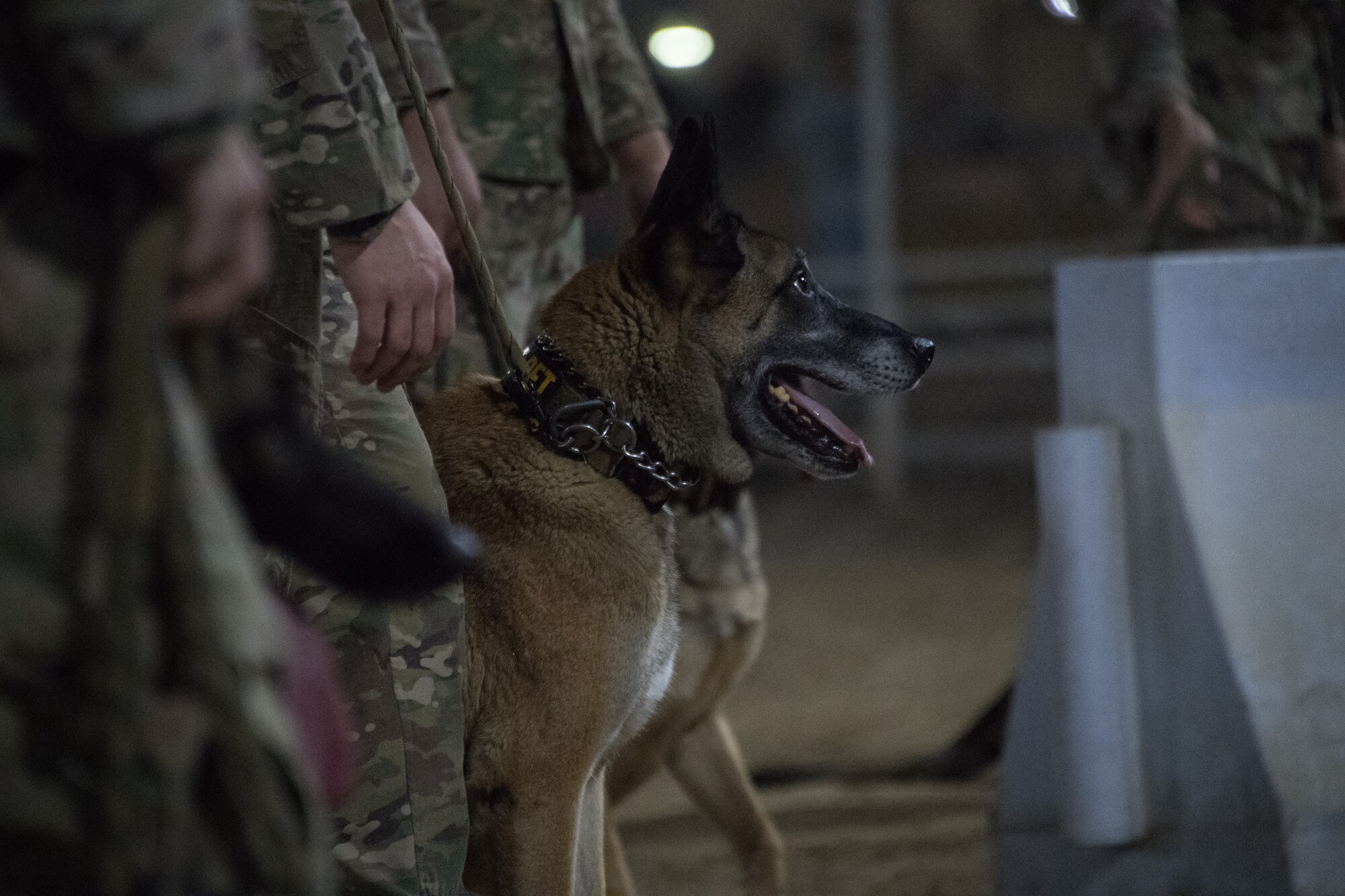 U.S. Air Force military working dog handler, Staff Sgt. Patrick Cushing, and working dog Tuka participate in a demonstration highlighting the capabilities of the team at Al Dhafra Air Base, United Arab Emirates, October 8, 2018. (U.S. Air Force photo by Tech. Sgt. Nieko Carzis)