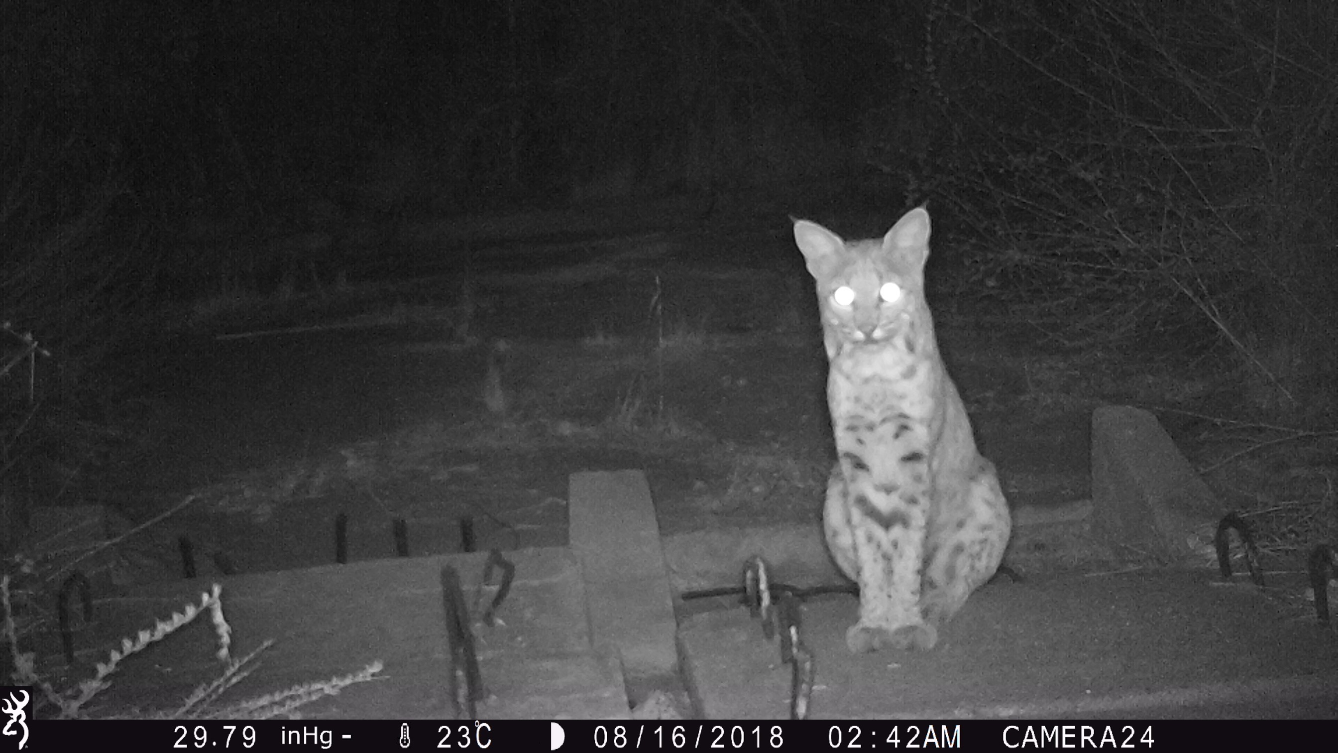 Bobcat At Night