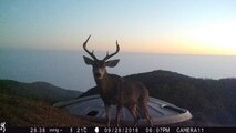 Large Buck on the skyline