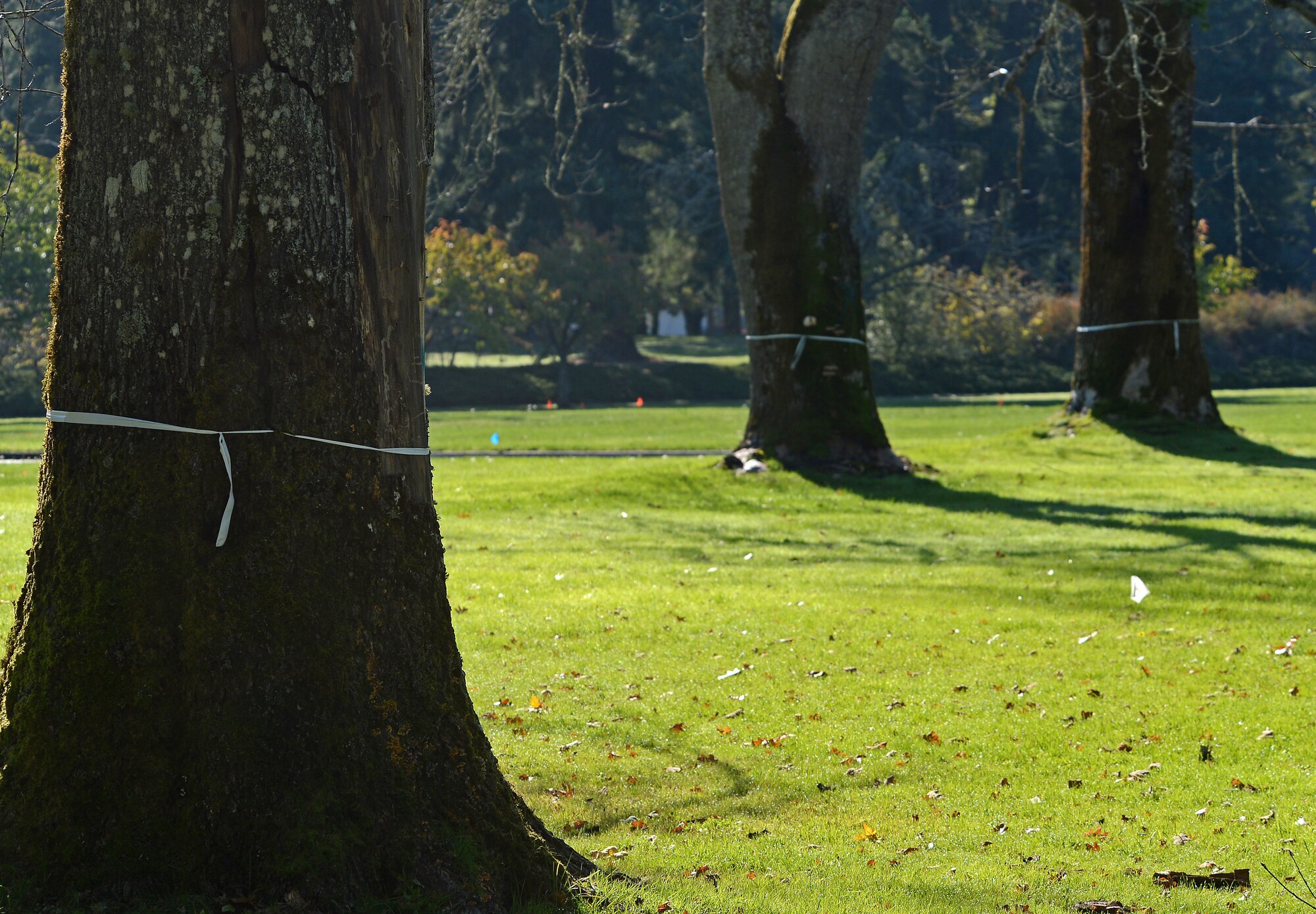 Trees wrapped in white ribbon waits to be removed and pruned during a Historical Reset project Oct. 12, 2018 on McChord Field, Joint Base Lewis McChord, Wash.