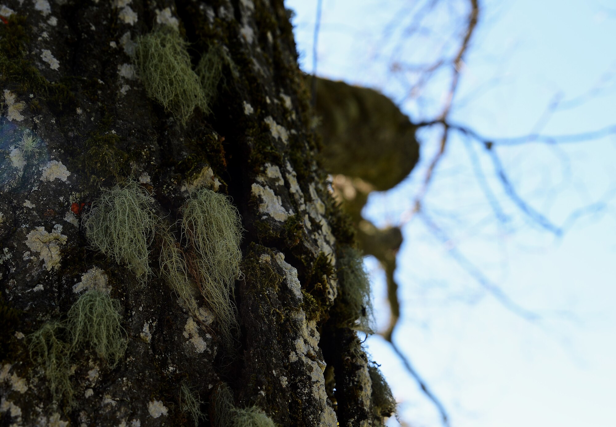 A rotten and diseased tree waits to be removed during a Historical Reset project Oct. 12, 2018 on McChord Field, Joint Base Lewis McChord, Wash.