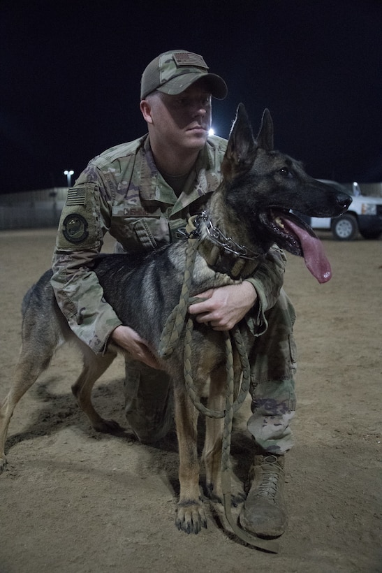 U.S. Air Force military working dog handler, Staff Sgt. Patrick Cushing, and working dog Tuka participate in a demonstration highlighting the capabilities of the team at Al Dhafra Air Base, United Arab Emirates, October 8, 2018.

The speed, agility, and discipline of the working dogs were on display as their handlers performed simulated training scenarios that replicate real-world encounters the military working dogs and their handlers’ experience.

The scenarios included the MWD’s escorting simulated potential suspects, played by handlers, as they chased and apprehended their fleeing targets on the command of handlers. 

“This demo is the result of many hours of challenging and purposeful training between the military working dogs and their handlers,” said Staff. Sgt. Jeffrie Kennedy. “I’m truly proud of this team and their capability performed within this demonstration as they show what we bring to the fight and our team enjoys getting the chance to demonstrate our capability.”

Brig. Gen. Adrian Spain, 380th Air Expeditionary Wing commander, was impressed with the capabilities of the working dogs.

“This team is an integral part of our ability to protect and defend our people and mission here. It was awesome for the rest of the base to be able to see them in action,” said Spain. (U.S. Air Force photo by Tech. Sgt. Nieko Carzis)