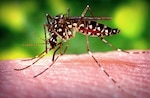 Due to the recent heavy rains, the amount of mosquitos has increased at Joint Base San Antonio-Fort Sam Houston and JBSA-Camp Bullis. Brooke Army Medical Center Environmental Health Services members are conducting mosquito surveillance and request people don’t tamper with mosquito traps.