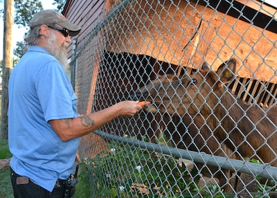 Donald Matre, motor vehicle operator for the Installation Management Division of DLA Installation Operations Richmond, Virginia, says the elk are extremely curious. In seasons past, Bellwood bulls have tangled their antlers in barbed wire and in one case gone toe-to-toe with a parked tractor; the tractor lost.