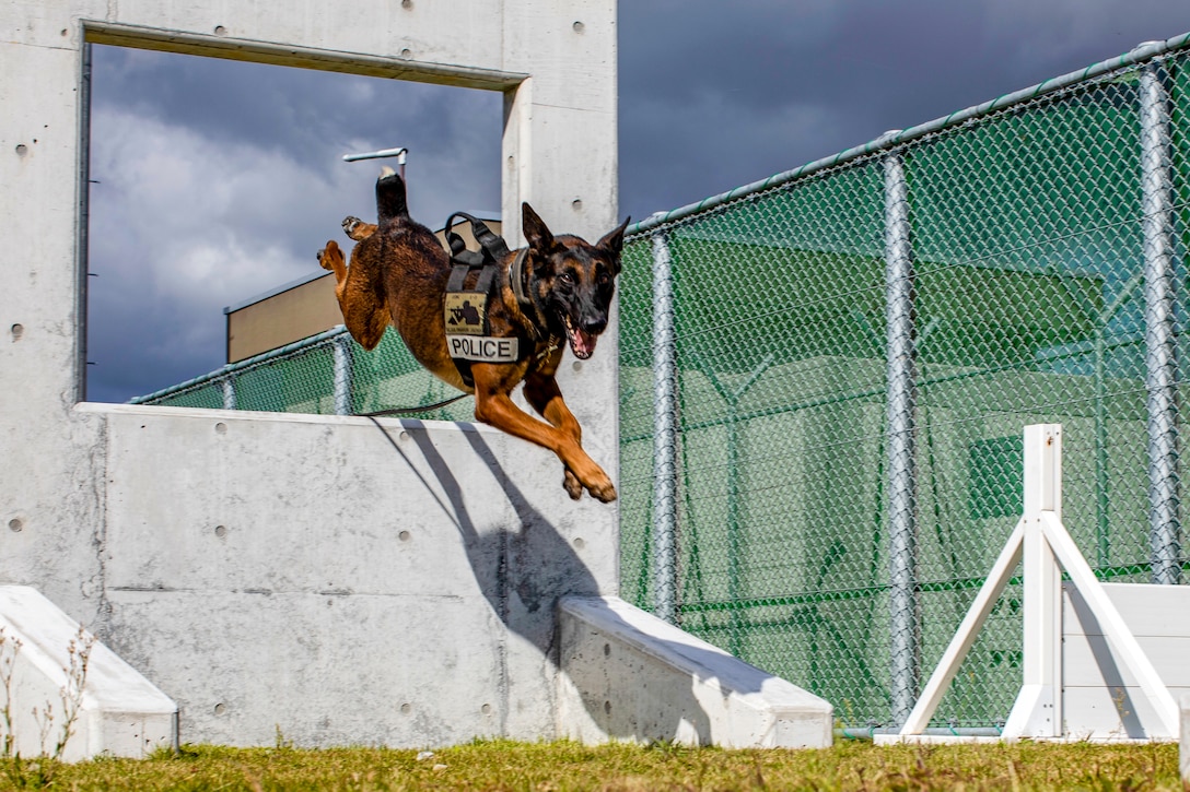 A military working dog jumps through an obstacle.