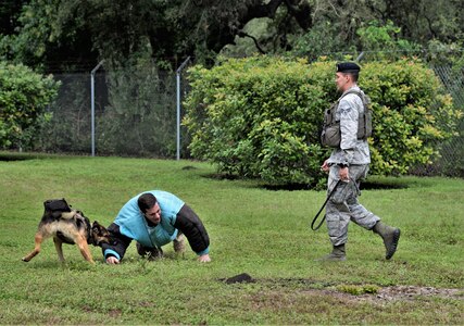 Becky, a military working dog assigned to the 902nd Security Forces Squadron, takes down Staff Sgt. Travis Fiero, 902nd SFS, K-9 handler, as Senior Airman Carlos Castro, 902nd SFS K-9 handler commands as part of a demonstration during the 2018 Battle of the Badges at Joint Base San Antonio-Randolph. The initiative was designed to build stronger bonds between the agencies and has become a tradition for the unit members, their families and friends.