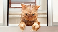 Angry Cat