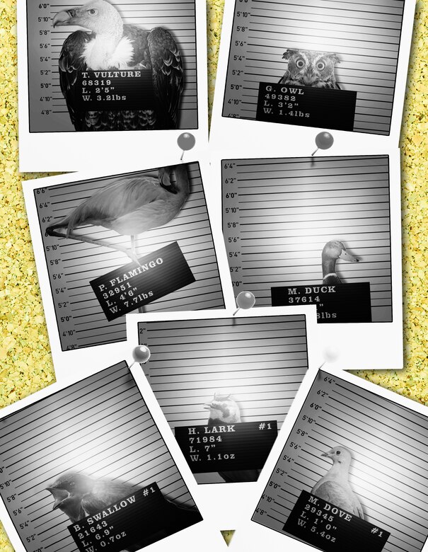 Smithsonian Institution Feather Identification Lab