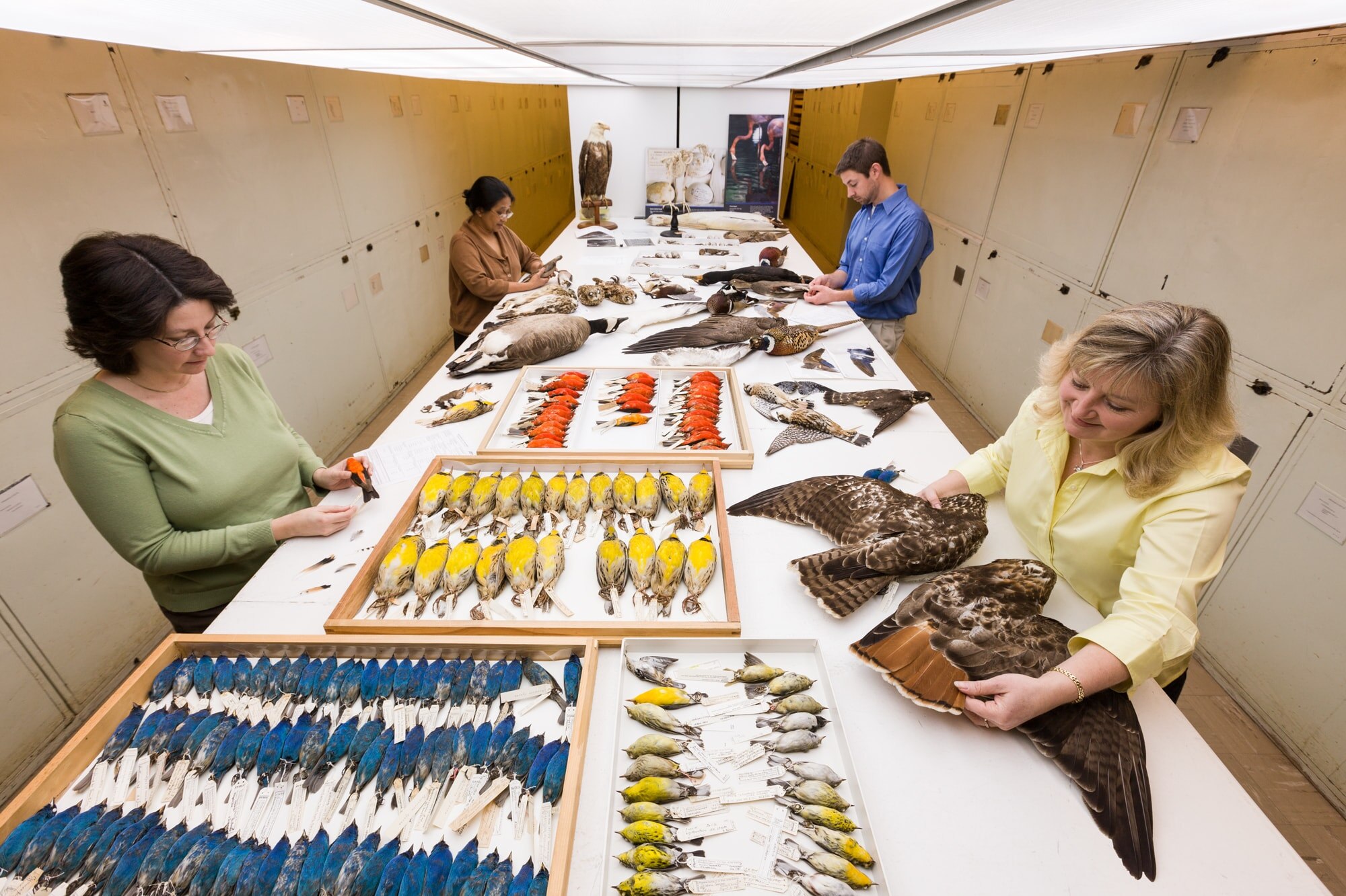 Smithsonian Institution Feather Identification Lab