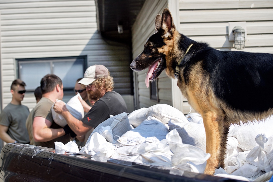A German shepherd dog watches soldiers and volunteers unload sandbags from a vehicle.