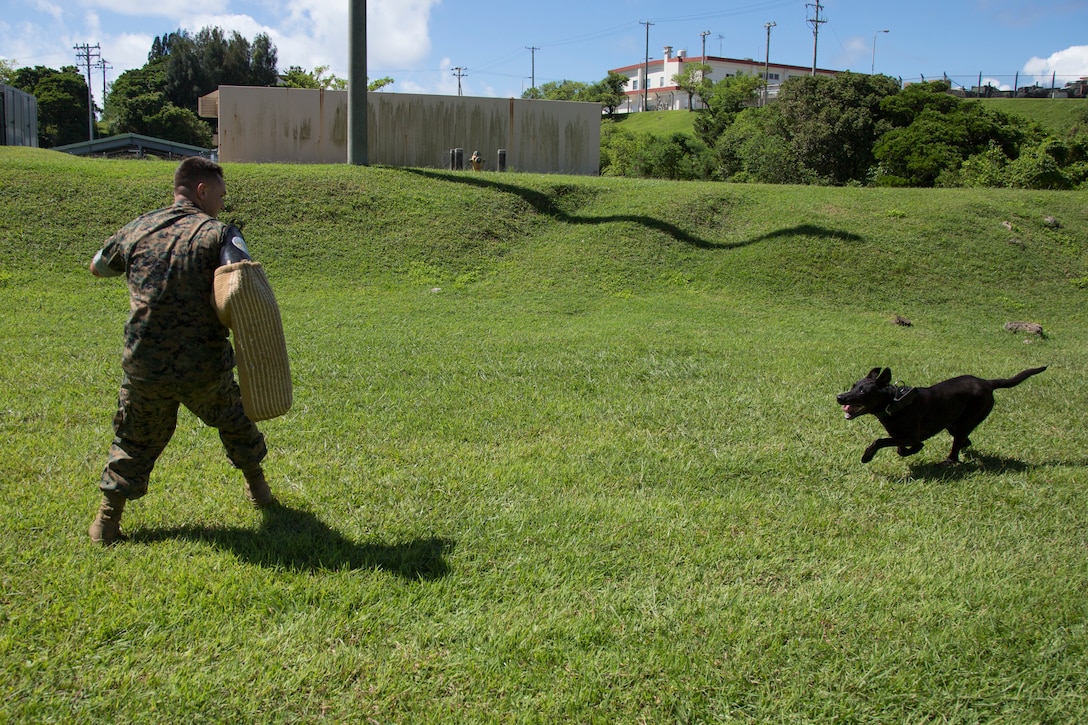 Military working dog Oohio preforms an aggression exercise Aug. 31 at the kennels on Camp Hansen, Okinawa, Japan. The Marine and military working dog are a team. The job of being a handler is always a work in progress. Marines are encouraged to push their limits and learn more when it comes to doing their jobs. They are always learning new techniques and procedures when it comes to performing their job to the best of their abilities.