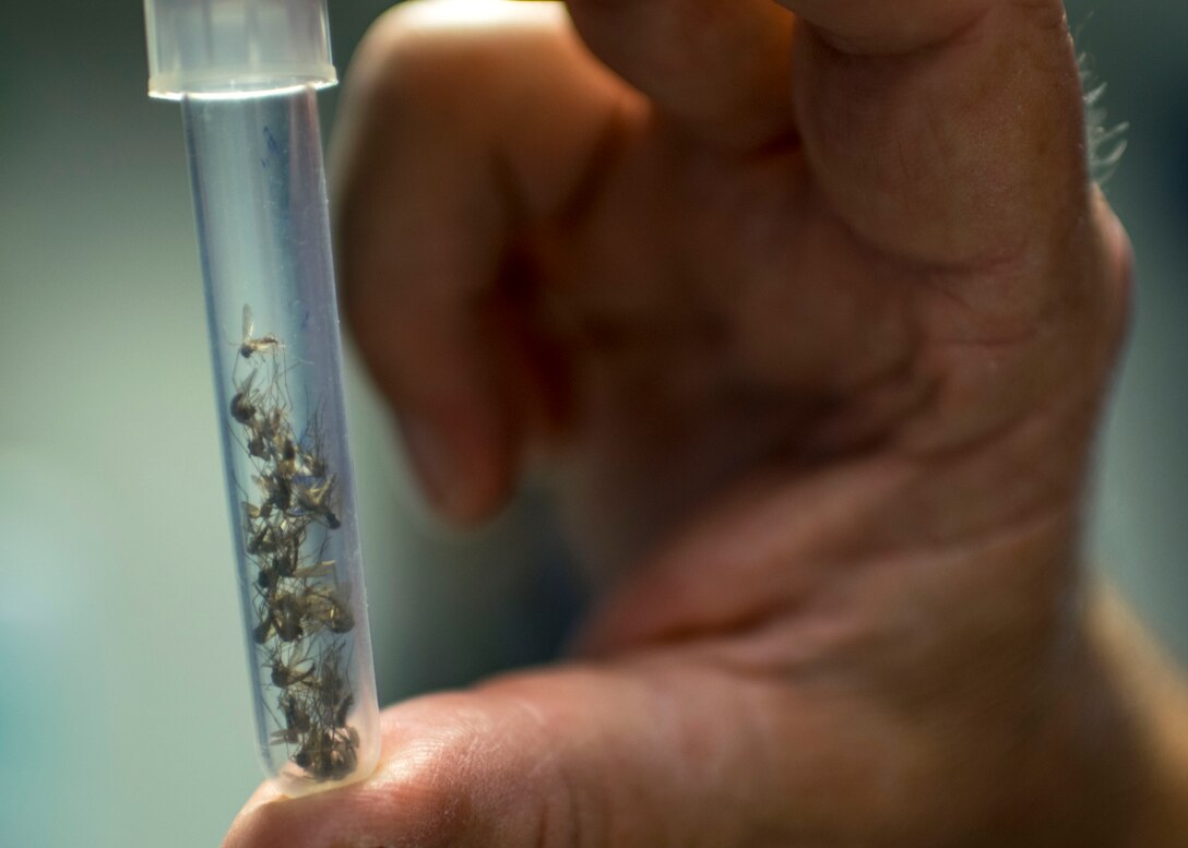A 633rd Civil Engineer Squadron, pest management technician inspects a specimen of mosquitos before they are tested for vector borne diseases Sept. 5, 2018 at Joint Base Langley-Eustis, Virginia. Mosquito testing is conducted weekly by 633rd CES personnel to under JBLE’s ongoing mosquito prevention program. (U.S. Air Force photo by Nicholas J. De La Peña)