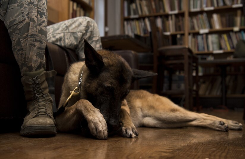 Kira, 87th Security Forces Squadron military working dog, chews on a chew toy before a sketch night at the Society of Illustrators Museum in New York, Aug. 30, 2018. Kira posed with her handler for public artist to sketch them as her handler told stories and answered questions about the military.
