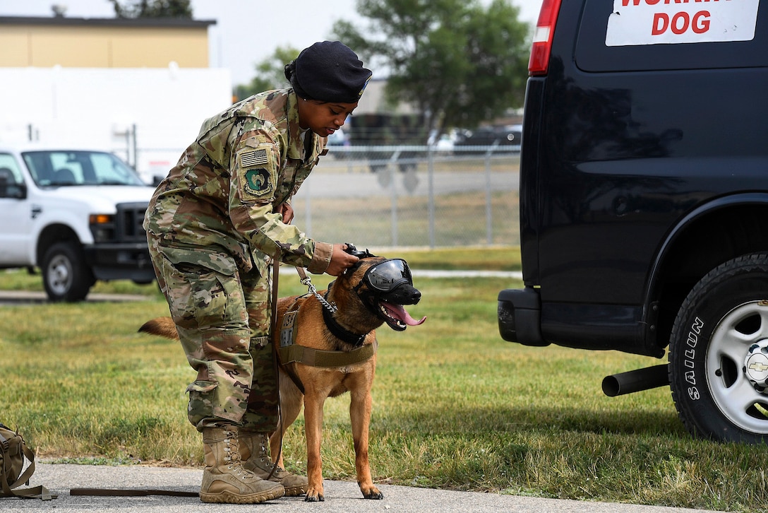 An airman prepares a military working dog before flight familiarization training.