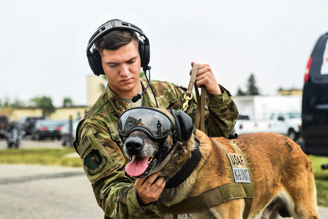 An airman adjusts a strap on a military working dog before flight familiarization training.