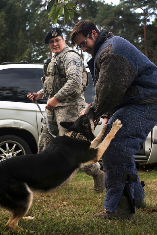 A military working dog performs a controlled aggression bite during training.