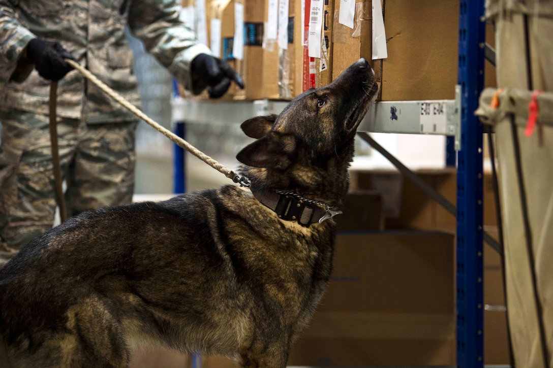 An airman and a military working dog conduct detection training in a mailroom.