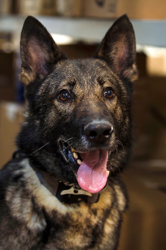 A military working dog, takes a break and waits for a command from his handler.