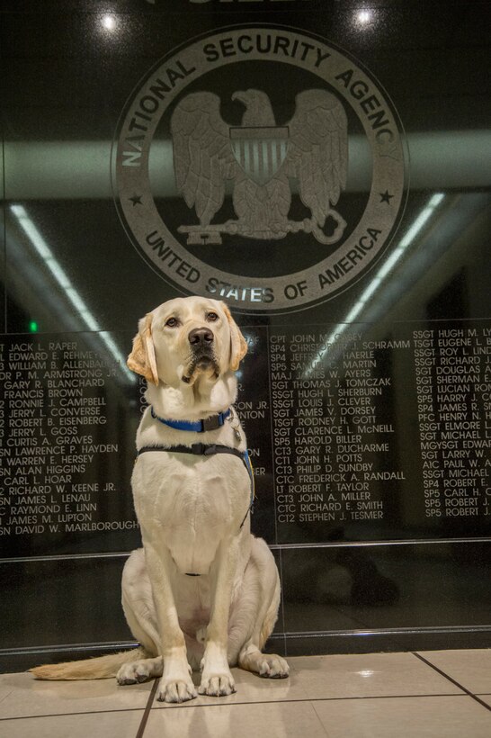 Coby the service dog sits in front of NSA's Memorial Wall.