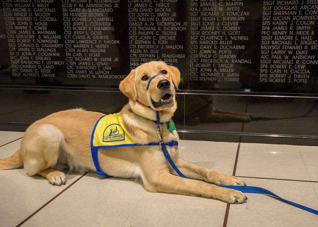 Zeppelin, a service puppy in training, is very 'wiggly.'