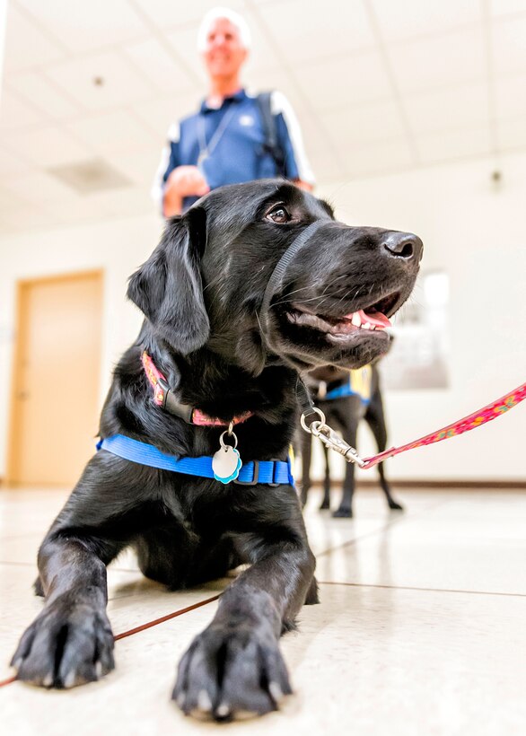 Candy, a black lab, came to work in NSA's NTOC."