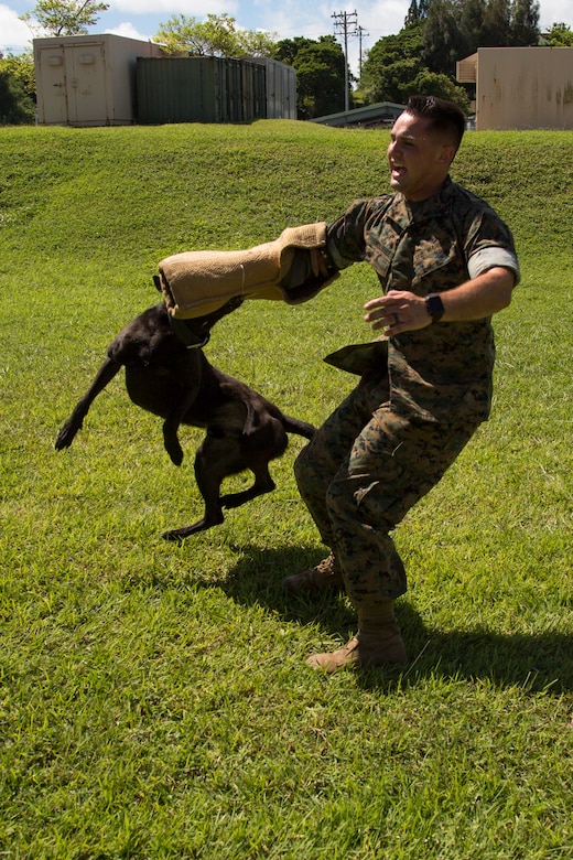 CAMP HANSEN, OKINAWA, Japan – Cpl. Alex Marquissee conducts aggression training with military working dog Oohio Aug. 31 at the kennels on Camp Hansen, Okinawa, Japan.